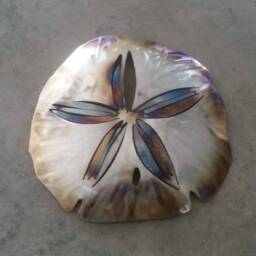 Stainless Steel Sand Dollar Wall Art, Metal Dollar, Ocean Decor, Beach House, Outdoor Patio Lover - thumbnail 3