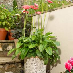 Newfoundland Plant Pot Feet Set Of 3 - Charming Garden Decor - thumbnail 3