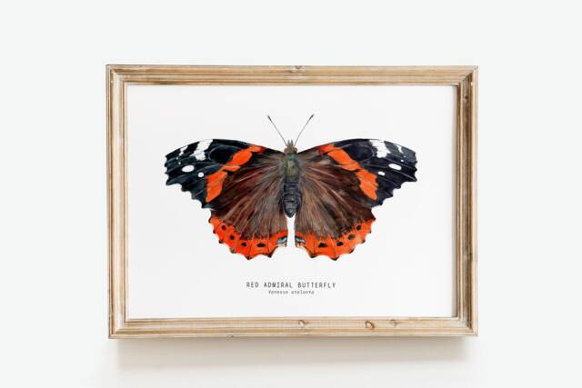 Red Admiral Butterfly Art Print - Vanessa Atalanta Watercolor Wall D??cor Bedroom, Bathroom Poster Living Room, Nursery, Animal Gift - image 1