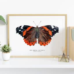 Red Admiral Butterfly Art Print - Vanessa Atalanta Watercolor Wall D??cor Bedroom, Bathroom Poster Living Room, Nursery, Animal Gift - thumbnail 2
