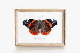 Red Admiral Butterfly Art Print - Vanessa Atalanta Watercolor Wall D??cor Bedroom, Bathroom Poster Living Room, Nursery, Animal Gift - thumbnail 1