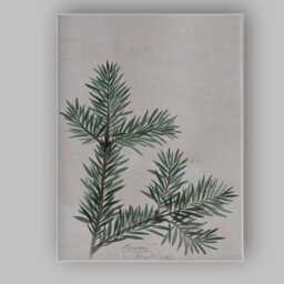 Botanical Fern Branch Watercolour Nature Study Minimalist Canvas Wall Art Print Decor Picture Ready To Hang - thumbnail 1
