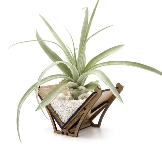 Laser Cut Wood Air Plant Holder - Modern Geometric Terrarium Decor - image 1