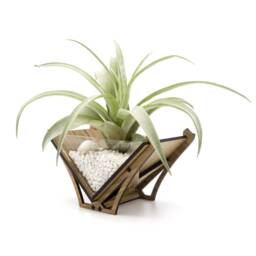 Laser Cut Wood Air Plant Holder - Modern Geometric Terrarium Decor - thumbnail 2