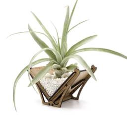 Laser Cut Wood Air Plant Holder - Modern Geometric Terrarium Decor - thumbnail 1