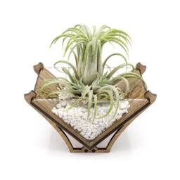 Laser Cut Wood Air Plant Holder - Modern Geometric Terrarium Decor - thumbnail 4