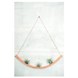 U Bend Wave Air Plant Hanger, Air Plant Hanger, Bent Wood Display, Wall Hanging, Hanging Planter, Display - thumbnail 2