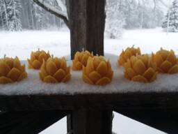 Beeswax Lotus Flower Candles - Set Of 8 - Michigan Made, Unscented - thumbnail 1