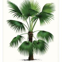 Palm Tree Art Print. Tropical Beach House Home Decor. Theme Bathroom. Coastal Living - thumbnail 3