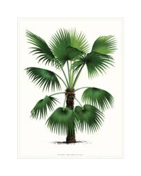 Palm Tree Art Print. Tropical Beach House Home Decor. Theme Bathroom. Coastal Living - thumbnail 1