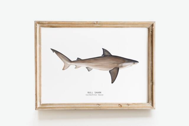 Bull Shark Hand Painted Watercolor Art Print - Oceanic Animals Poster Living Room, Bedroom D??cor Housewarming Gift Carcharhinus Leucas - image 1