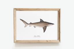Bull Shark Hand Painted Watercolor Art Print - Oceanic Animals Poster Living Room, Bedroom D??cor Housewarming Gift Carcharhinus Leucas - thumbnail 1