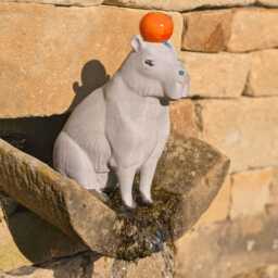 Capybara Concrete Sculpture With Orange - Quirky Garden Ornament - thumbnail 3
