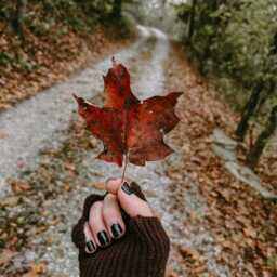 Maple Leaves & Cider - Fall Apothecary Candle, Book Lover Gift - thumbnail 4