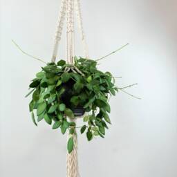 Macrame Plant Hanger Indoor Hanging Planter, Plants, Houseplants, Wall Vertical Garden Decor, Modern White Holder - thumbnail 2