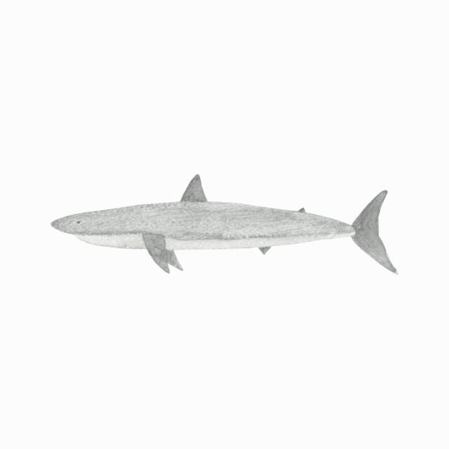 Shark Fabric Wall Sticker. Removable & Reusable - image 1