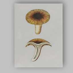 Vintage Botanical Mushroom Cross Section Scientific Illustration Canvas Wall Art Print Decor Picture Ready To Hang - thumbnail 1