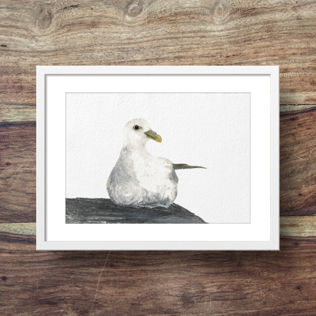 Fulmar - Sea Bird, Fulmar Art, Print, Sea Bird Art - image 1