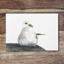 Fulmar - Sea Bird, Fulmar Art, Print, Sea Bird Art - thumbnail 2