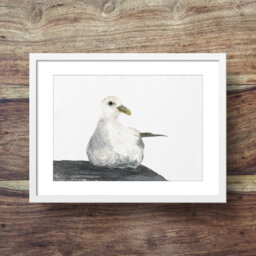 Fulmar - Sea Bird, Fulmar Art, Print, Sea Bird Art - thumbnail 1