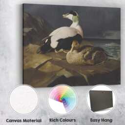 Coastal Eider Duck Pair Wildlife Oil Painting Canvas Wall Art Print Decor Picture Ready To Hang - thumbnail 2