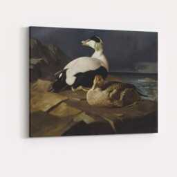 Coastal Eider Duck Pair Wildlife Oil Painting Canvas Wall Art Print Decor Picture Ready To Hang - thumbnail 4