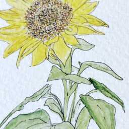 Kansas State Flower Map Watercolor Sunflower - Art Print Wall Graduation Wedding Realtor Moving Gift Lawrence Midwest Floral - thumbnail 3