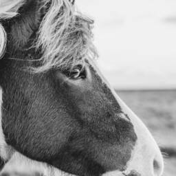 Horse Photo Print Black & White Farmhouse Wall Art - Digital Download - thumbnail 3