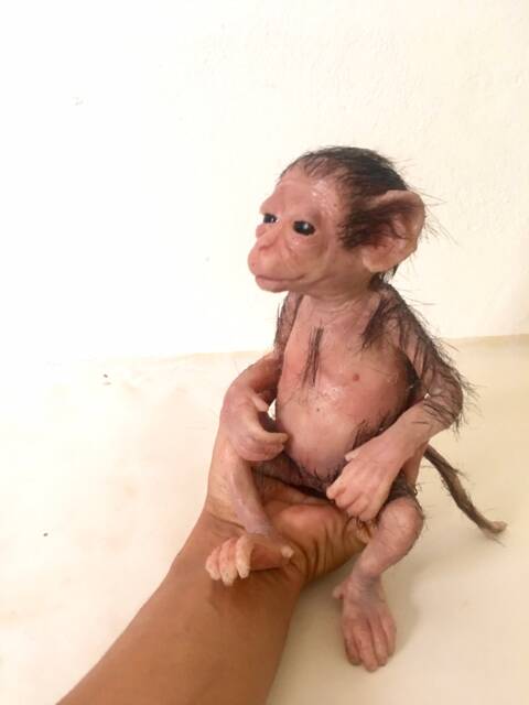 Mini Monkey Capuchin. Silicone - image 1