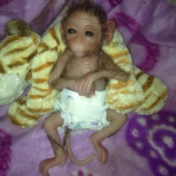 Mini Monkey Capuchin. Silicone - thumbnail 4