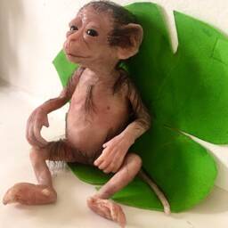 Mini Monkey Capuchin. Silicone - thumbnail 3