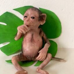 Mini Monkey Capuchin. Silicone - thumbnail 2