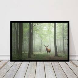 stag in A Misty Forest. Framed Picture With Choice Of Frame Colours & Options - thumbnail 2