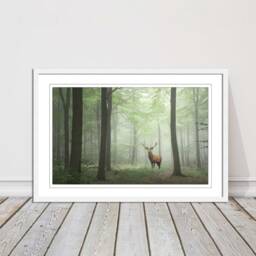 stag in A Misty Forest. Framed Picture With Choice Of Frame Colours & Options - thumbnail 3