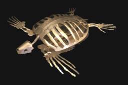 Archelon Ischyrus Handmade Welded Sculpture - Prehistoric Sea Turtle - thumbnail 1
