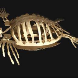 Archelon Ischyrus Handmade Welded Sculpture - Prehistoric Sea Turtle - thumbnail 2