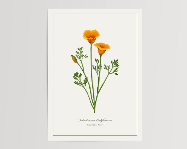 California Poppy Botanical Print - Printed & Shipped Illustration Floral Watercolour Home Decor - image 1