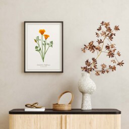 California Poppy Botanical Print - Printed & Shipped Illustration Floral Watercolour Home Decor - thumbnail 3