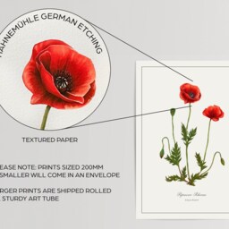 California Poppy Botanical Print - Printed & Shipped Illustration Floral Watercolour Home Decor - thumbnail 2