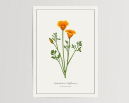 California Poppy Botanical Print - Printed & Shipped Illustration Floral Watercolour Home Decor - thumbnail 1