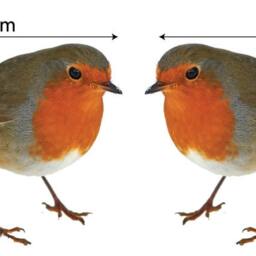 Robin Wall Decals Set Of 2 Bird Stickers, Home Decor Mural - thumbnail 2