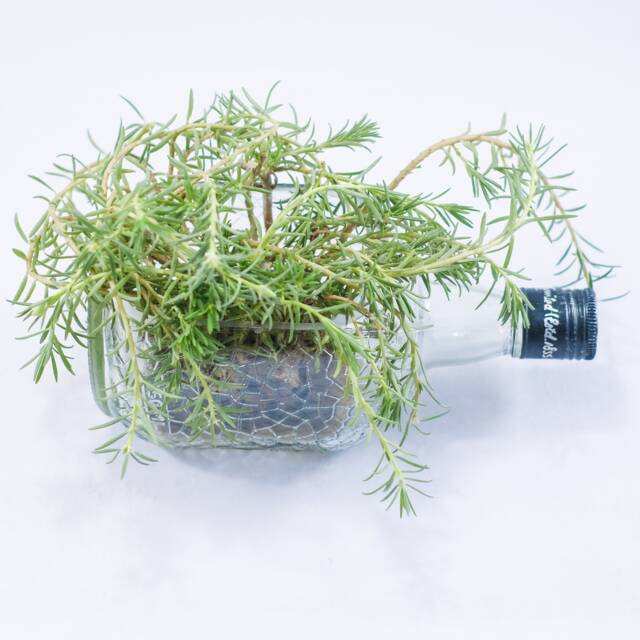 Succulent Herb Kitchen Planter - Snack Bowl Made From Beautiful Clear Old Monk Rum Bottle - image 1