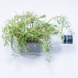 Succulent Herb Kitchen Planter - Snack Bowl Made From Beautiful Clear Old Monk Rum Bottle