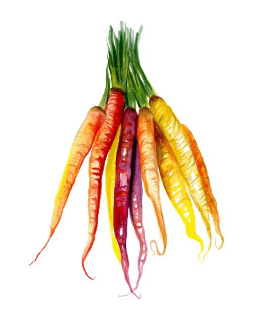 Carrots Art Print - Watercolor Illustration Kitchen Decor Wall Food - image 1