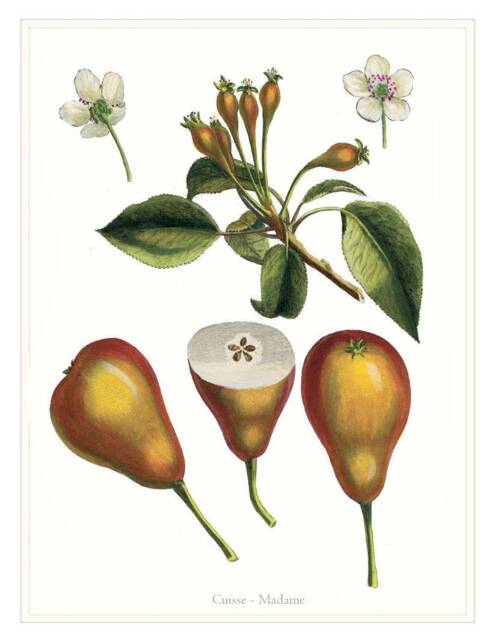 Antique Pear Fruit Engraving Print Madame Variety, Dining Room Wall Art - image 1