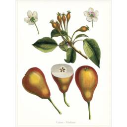 Antique Pear Fruit Engraving Print Madame Variety, Dining Room Wall Art - thumbnail 2