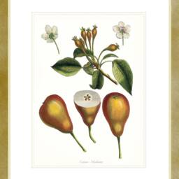 Antique Pear Fruit Engraving Print Madame Variety, Dining Room Wall Art - thumbnail 3