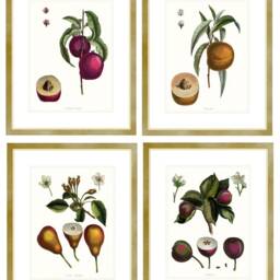 Antique Pear Fruit Engraving Print Madame Variety, Dining Room Wall Art - thumbnail 4