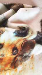 Dalmatian Dog Pet Spotty Animal - Luxury Velvet Watercolour Cushion , Water Colour Case Cover Or & Filling - thumbnail 2
