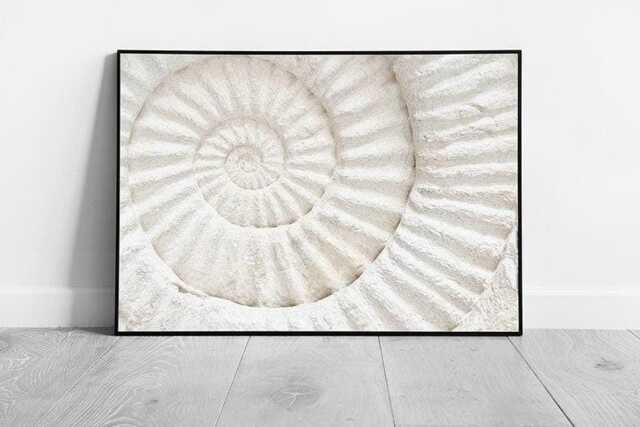Framed Ammonite Fossil Wall Art Print Natural Prehistoric Archaeology & Geology Decor On Paper - image 1